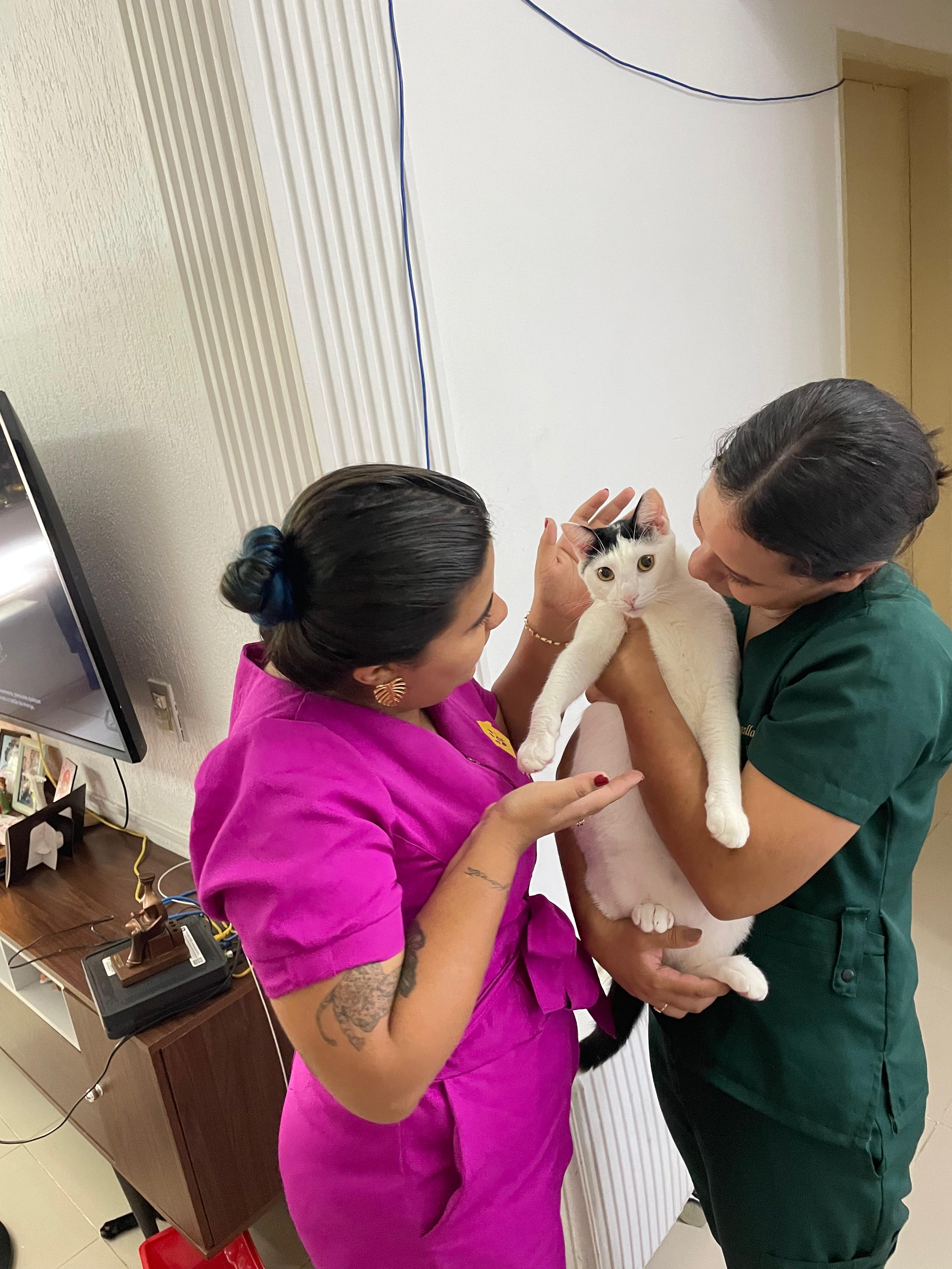 Veterinárias da House Patas examinando gato branco e preto em atendimento domiciliar